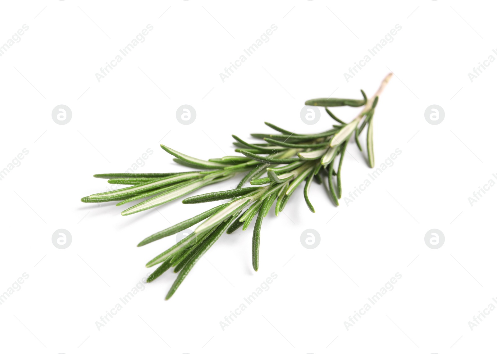 Photo of Sprig of fresh rosemary isolated on white