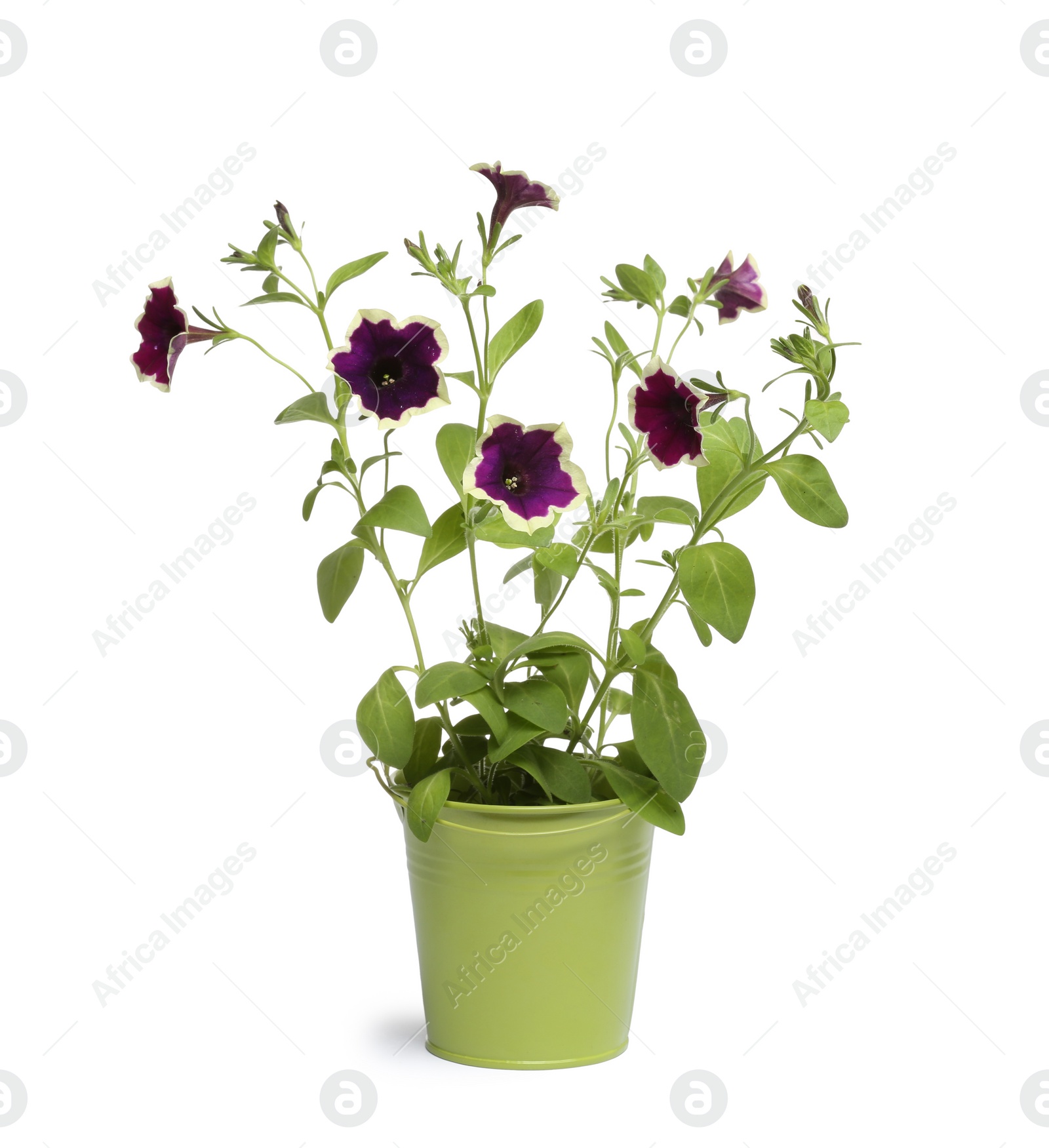 Photo of Beautiful petunia flowers in green pot isolated on white