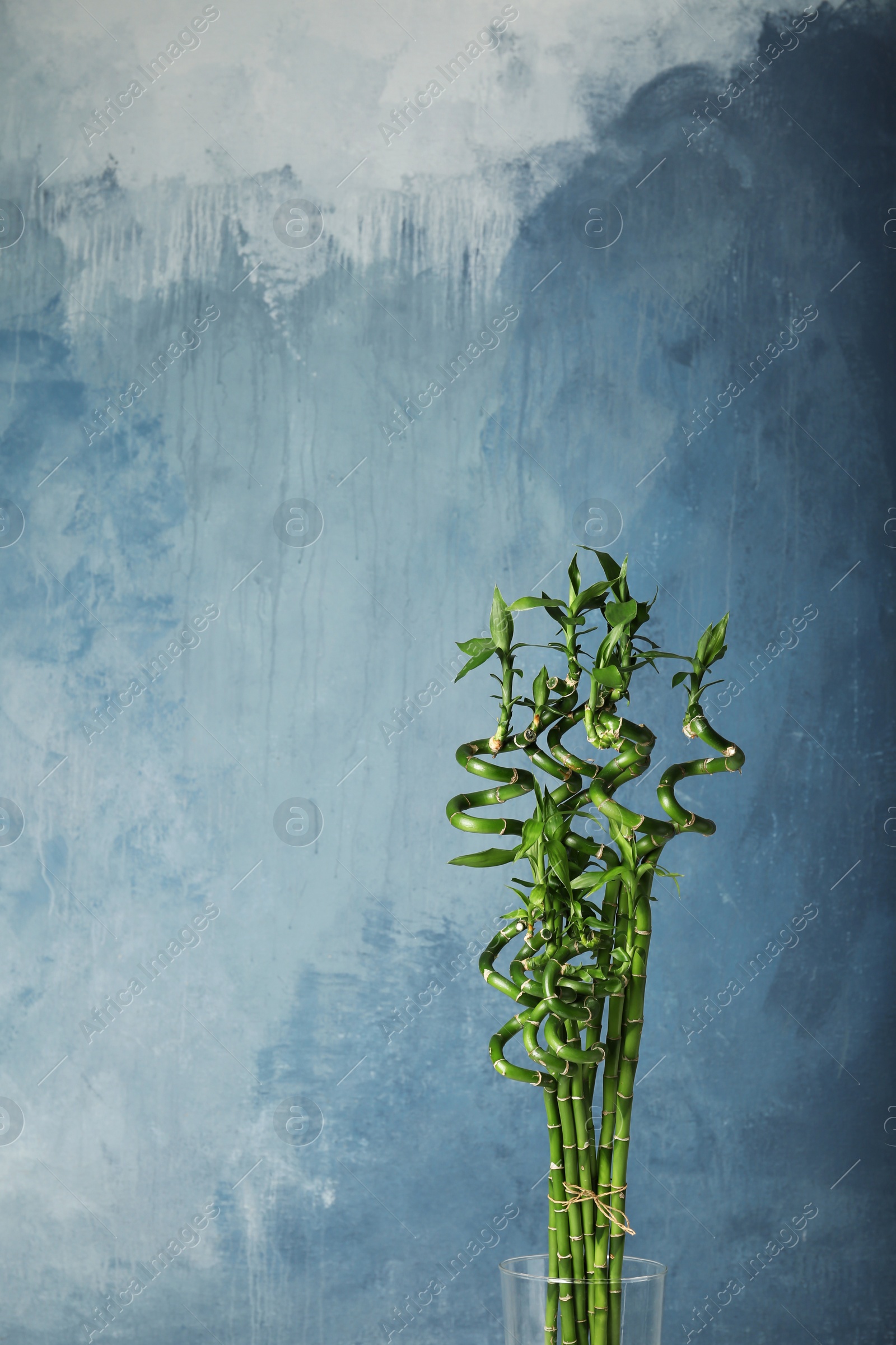 Photo of Green bamboo plant in glass vase on color background. Space for text
