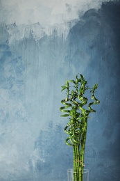 Green bamboo plant in glass vase on color background. Space for text