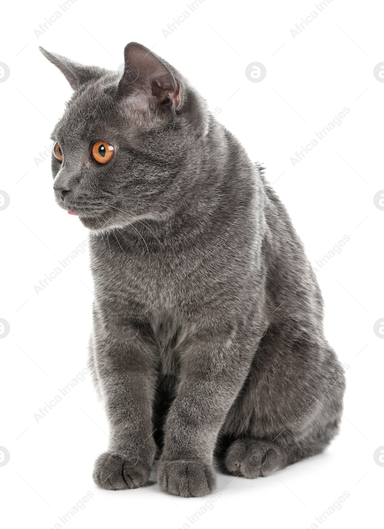 Photo of Adorable grey British Shorthair cat on white background