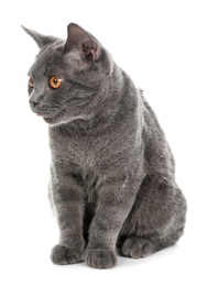 Adorable grey British Shorthair cat on white background