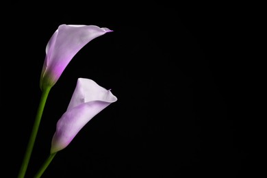 Violet calla lily flowers on black background, closeup. Funeral attributes