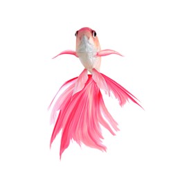 Image of Beautiful colorful betta fish on white background 