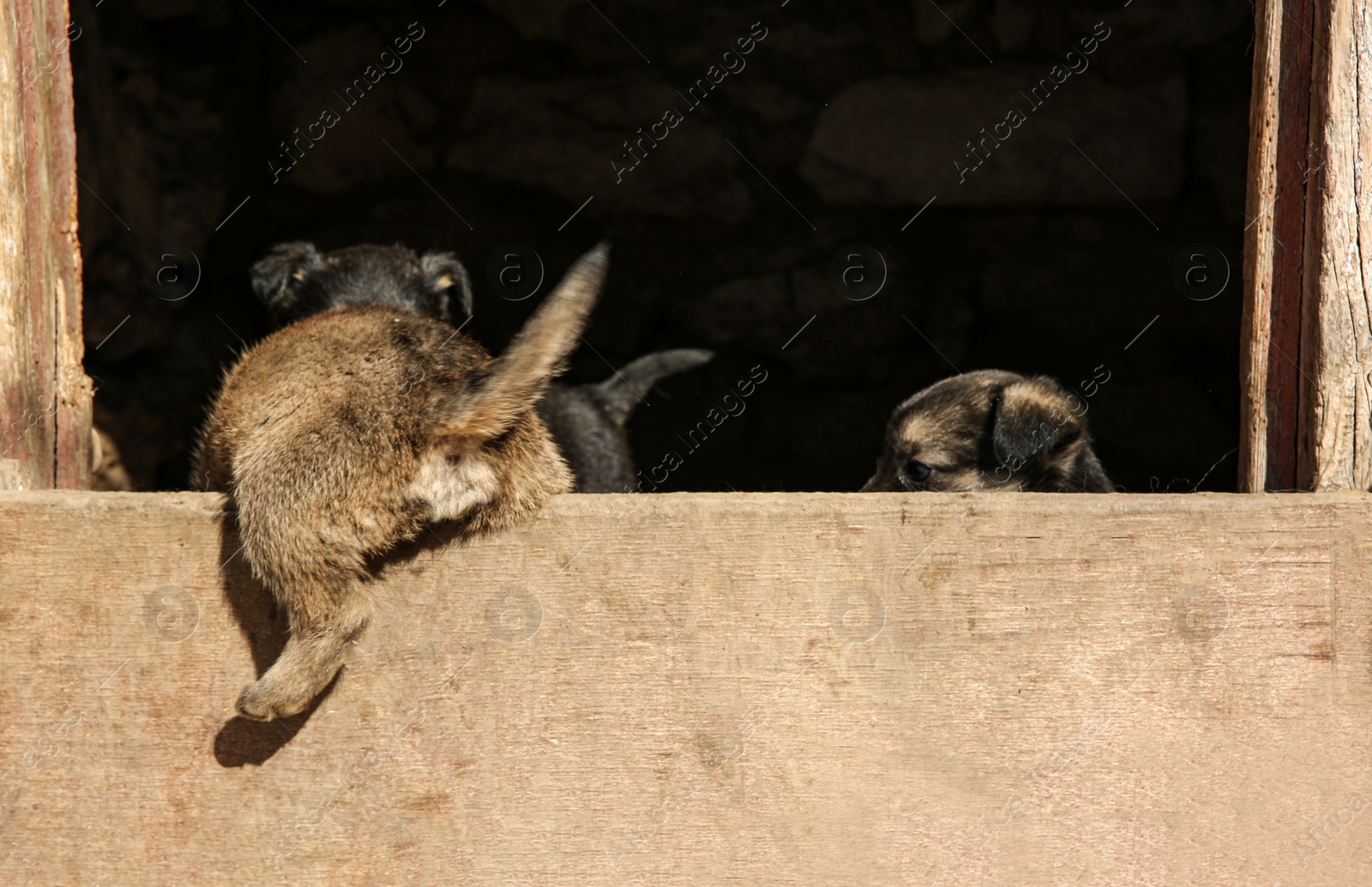 Photo of Stray puppies outdoors on sunny day. Baby animals