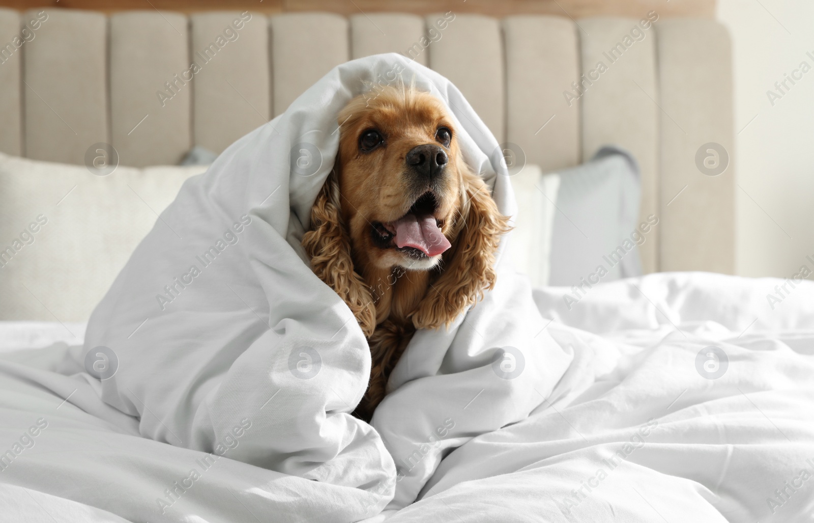 Photo of Cute English cocker spaniel covered with soft blanket on bed