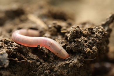 Photo of One worm in wet soil, closeup. Terrestrial invertebrates
