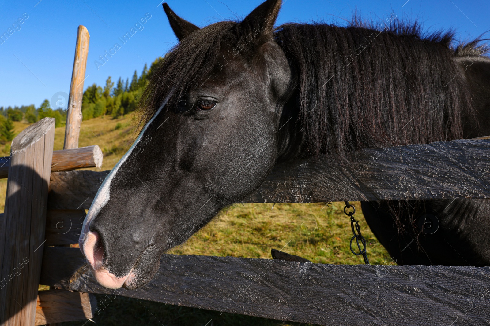 Photo of Cute horse near fence outdoors. Lovely domesticated pet