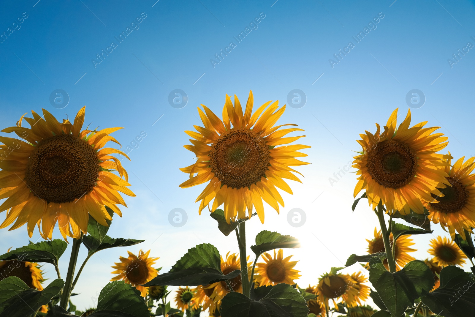 Photo of Sunflowers growing in field outdoors on sunny day