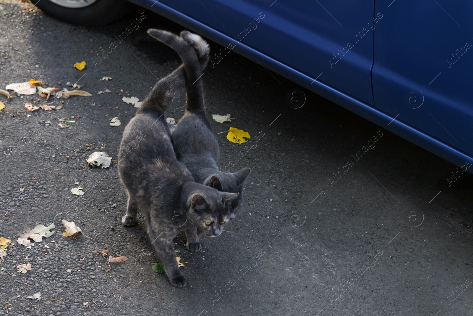 Photo of Lonely stray cats outdoors on asphalt near blue car. Homeless pet