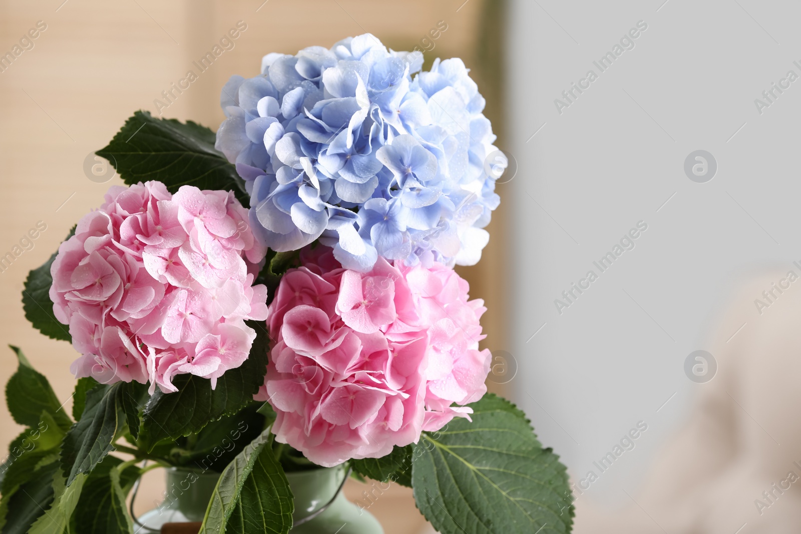 Photo of Beautiful hortensia flowers indoors. Space for text