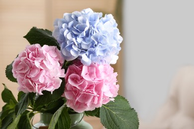 Photo of Beautiful hortensia flowers indoors. Space for text