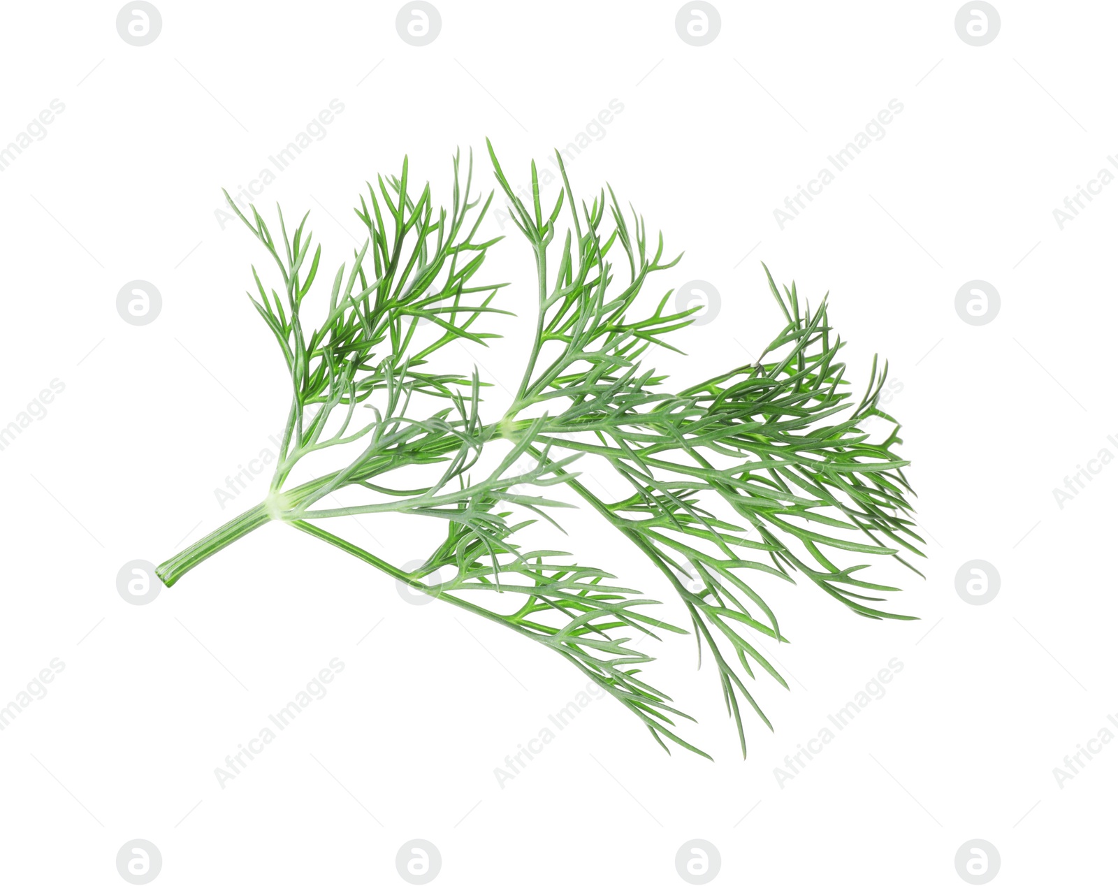 Photo of Sprig of fresh dill isolated on white