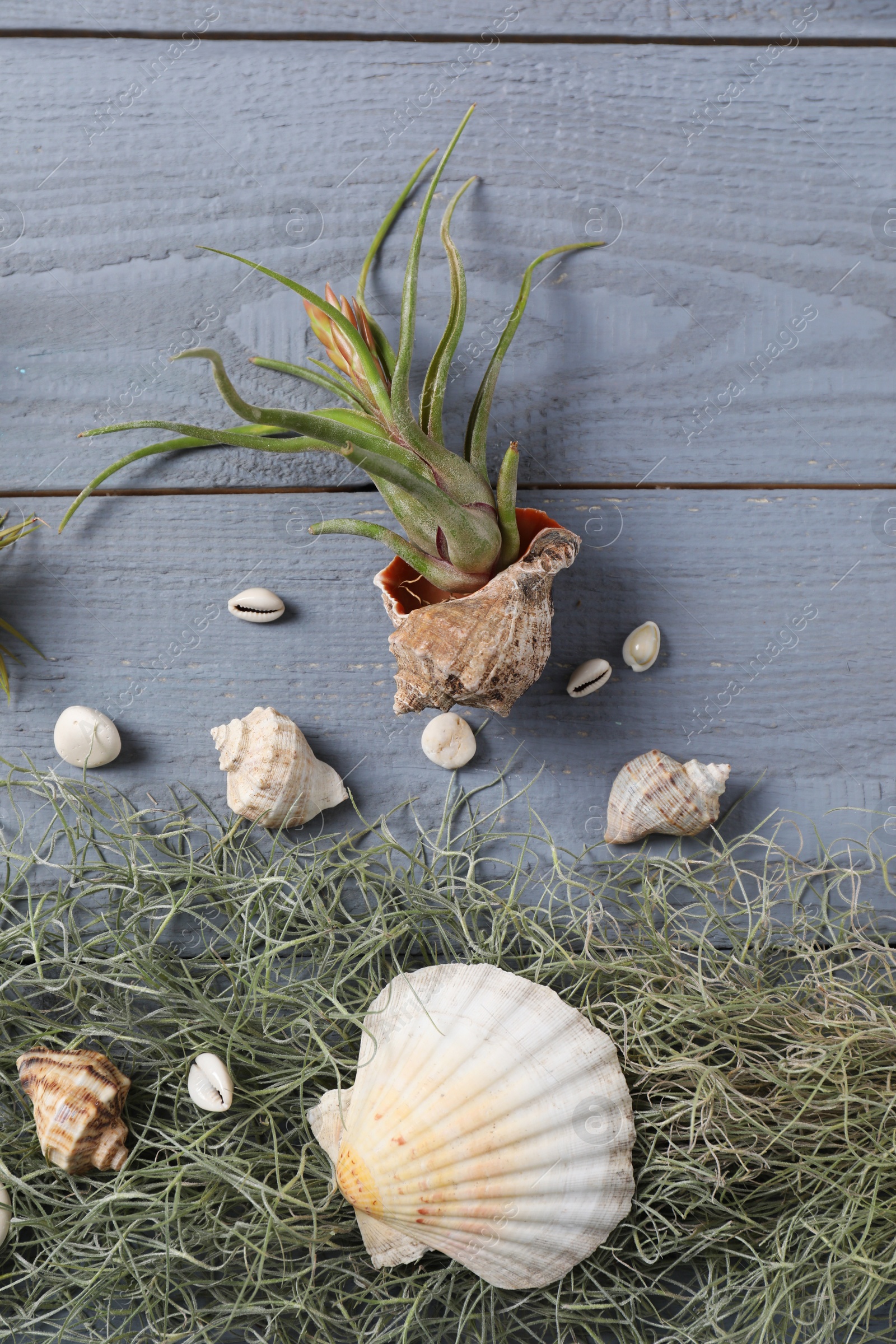 Photo of Beautiful tillandsia plants and seashells on light grey wooden table, flat lay. House decor