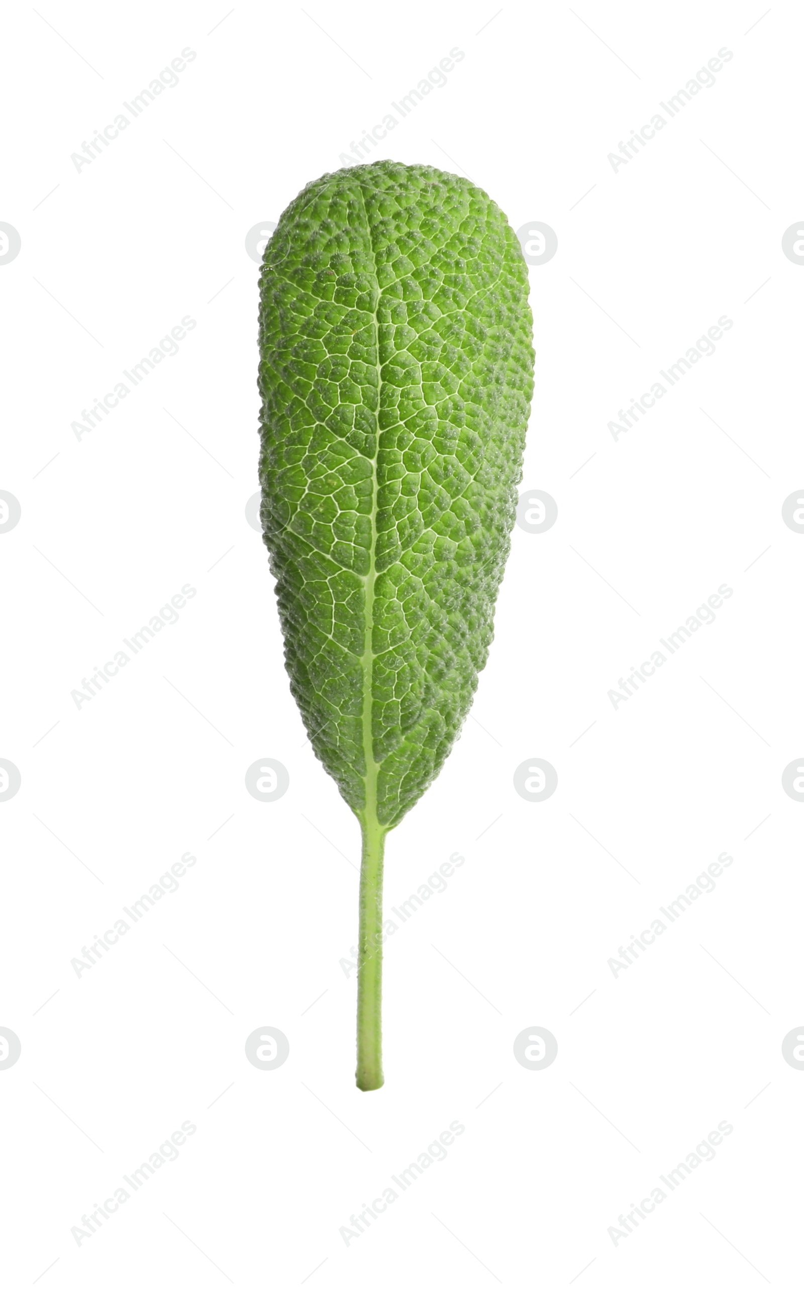 Photo of Aromatic green sage leaf isolated on white. Fresh herb