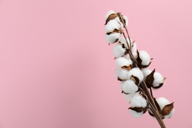 Beautiful cotton branch with fluffy flowers on pink background, space for text