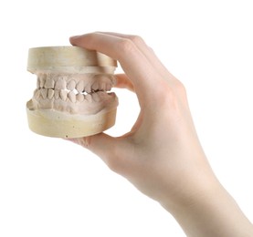 Photo of Woman holding dental model with jaws on white background, closeup. Cast of teeth