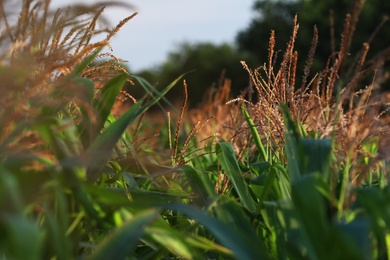 Photo of Beautiful view of corn field on sunny day