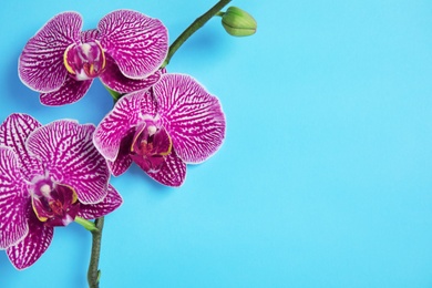 Photo of Branch with beautiful tropical orchid flowers on color background, top view. Space for text