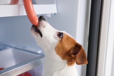 Photo of Cute Jack Russell Terrier stealing sausages from refrigerator