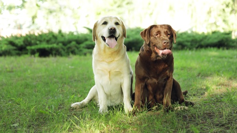Photo of Funny Labrador Retriever dogs in green summer park
