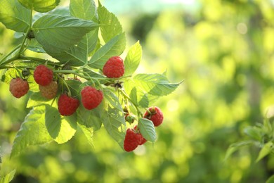 Photo of Raspberry bush with tasty ripe berries in garden, closeup