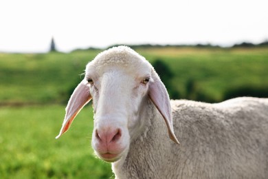 Photo of Cute sheep grazing outdoors on sunny day. Farm animal