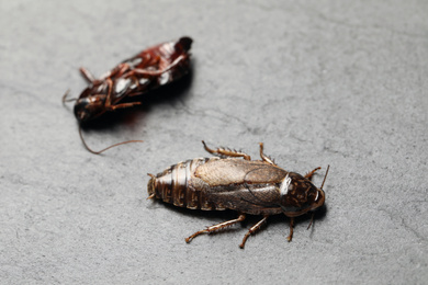 Photo of Brown cockroaches on light grey stone background, closeup. Pest control