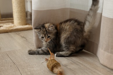 Photo of Cute fluffy kitten playing with toy at home