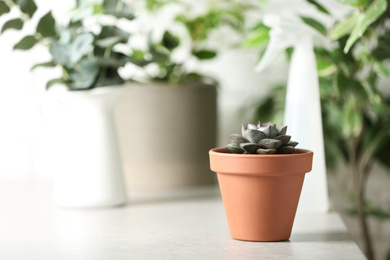Photo of Beautiful Echeveria plant on white table at home. Space for text