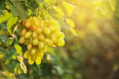 Photo of Bunch of fresh ripe juicy grapes against blurred background