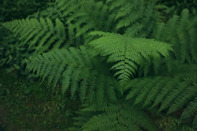 Photo of Beautiful fern with lush green leaves growing outdoors. Tropical plant