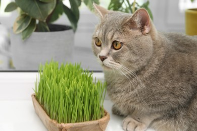 Photo of Cute cat near fresh green grass on windowsill indoors