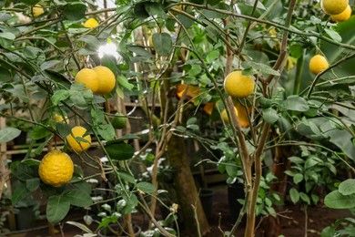 Photo of Lemon tree with ripe fruits in greenhouse