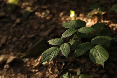 Beautiful wild plant with green leaves growing outdoors, closeup. Space for text