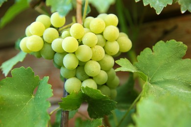 Photo of Bunch of ripe grapes on branch in vineyard, closeup