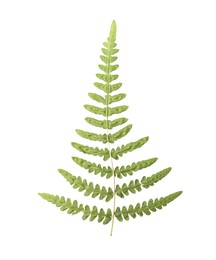 Photo of Dried fern leaves on white background, top view