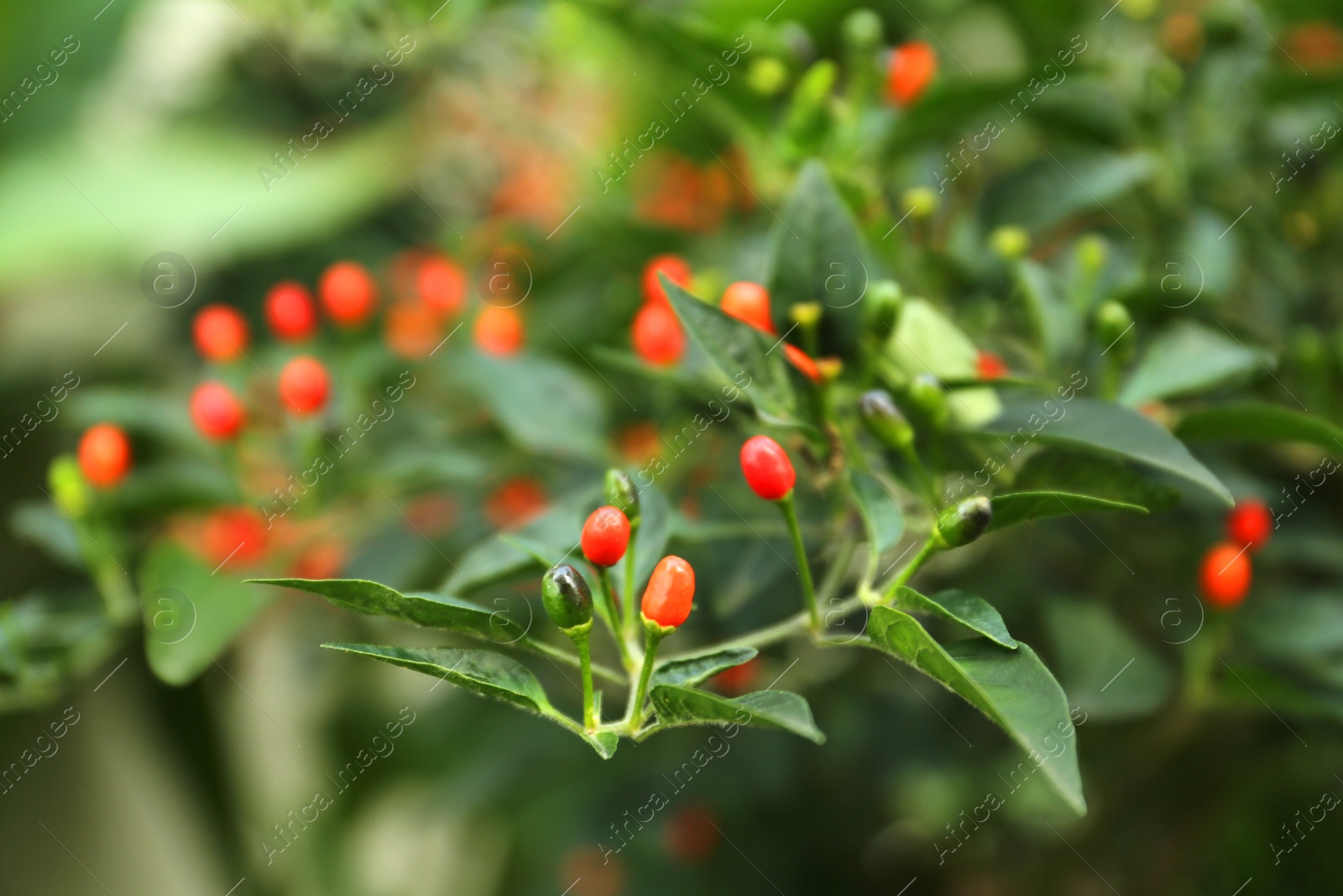 Photo of Chili pepper plant growing in garden outdoors, closeup