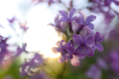 Closeup view of beautiful blossoming lilac shrub outdoors