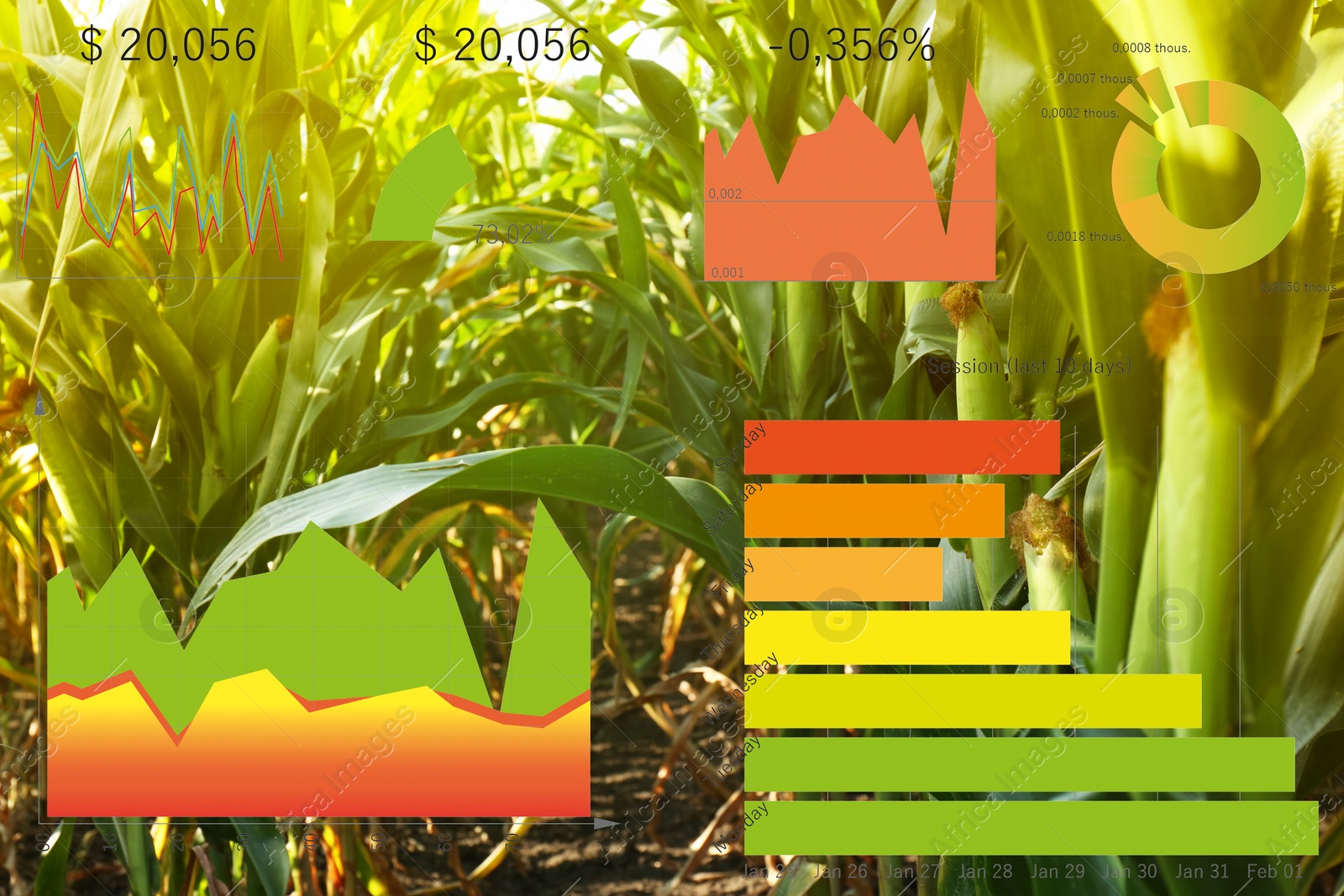 Image of Modern agriculture. Ripe corn cobs in field and charts