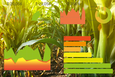 Image of Modern agriculture. Ripe corn cobs in field and charts