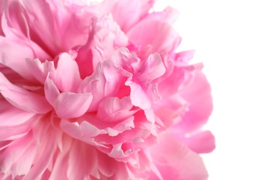 Photo of Beautiful fresh peony flower on white background, closeup