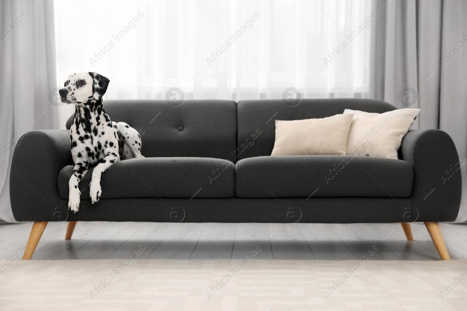 Photo of Adorable Dalmatian dog lying on couch indoors