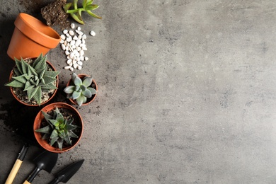 Home plants, pots and gardening tools on grey background, flat lay. Space for text