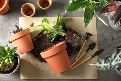 Photo of Flat lay composition with pots, home plants and gardening tools on grey background