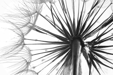 Image of Dandelion seed head, closeup. Black and white tone