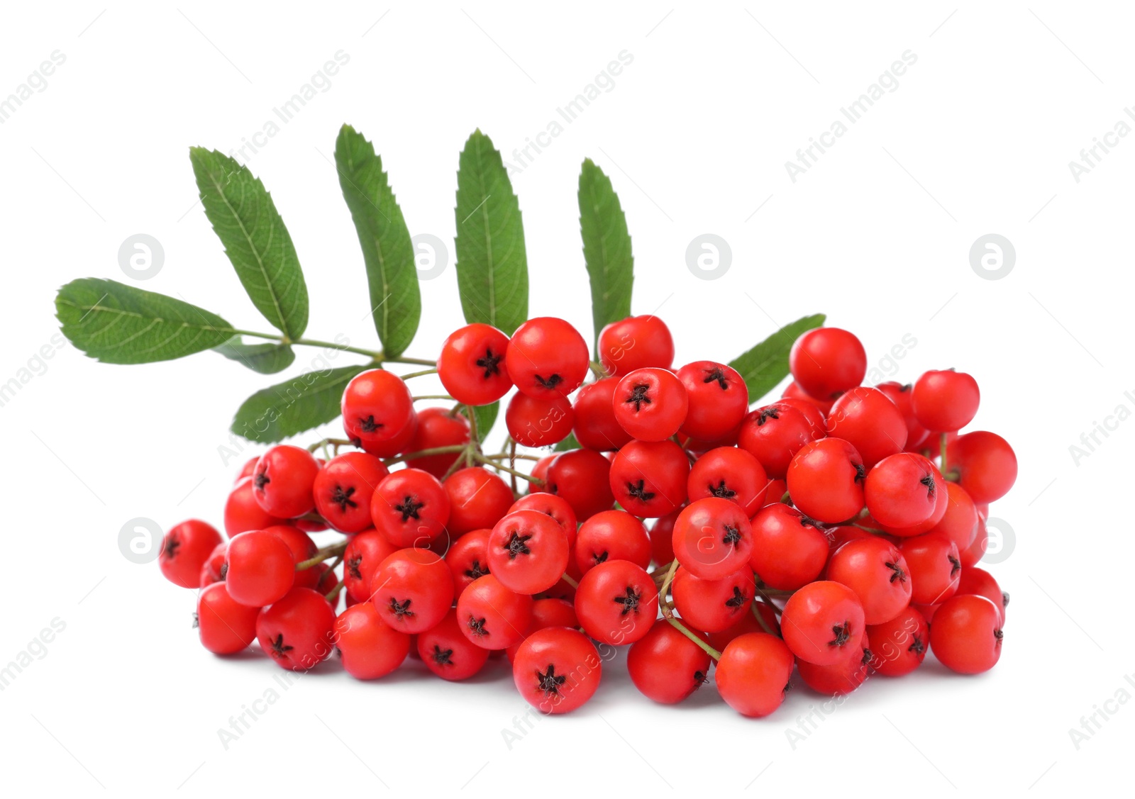 Photo of Bunch of ripe rowan berries with green leaves on white background