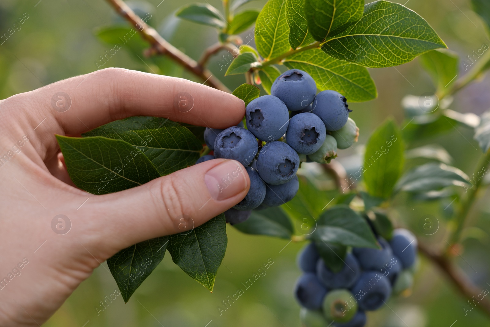 Photo of Woman picking up wild blueberries outdoors, closeup. Seasonal berries