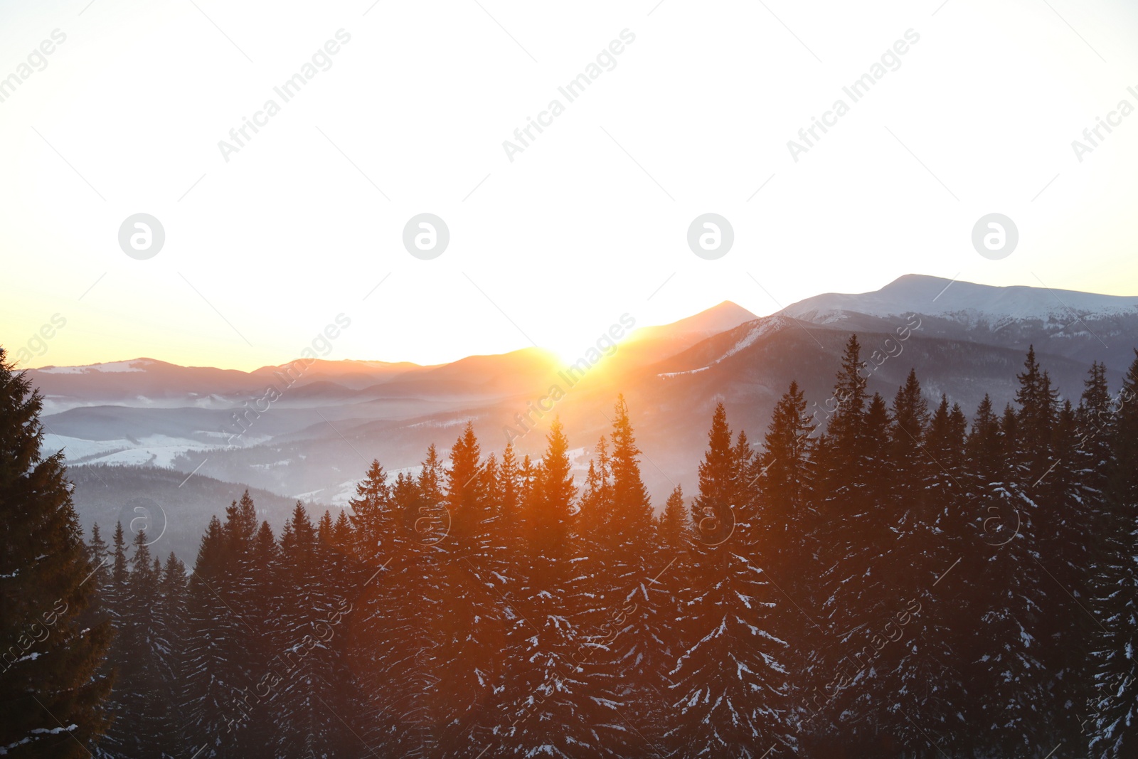 Photo of Picturesque view of conifer forest covered with snow at sunset