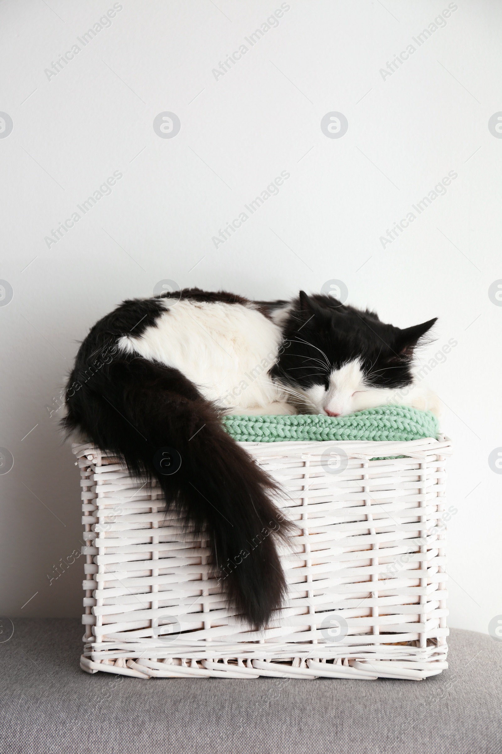 Photo of Cute cat relaxing on green knitted fabric in basket. Lovely pet